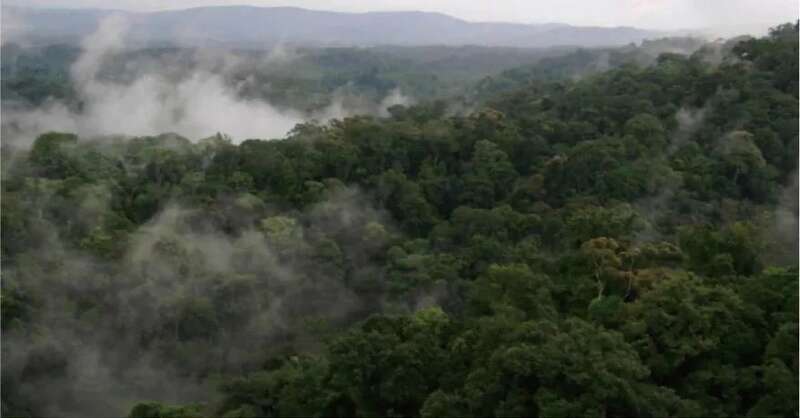 六大茶山头鲜 六寨：古树头鲜，香融六寨！