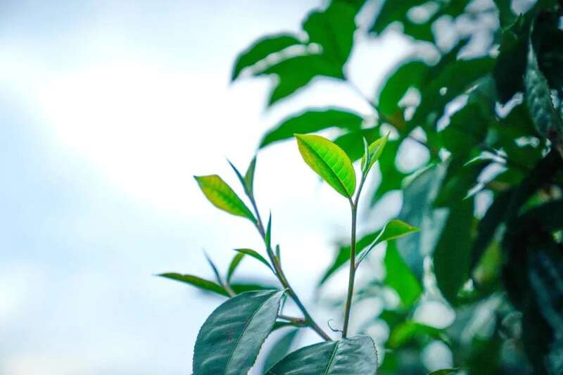 六大茶山头鲜 六寨：古树头鲜，香融六寨！
