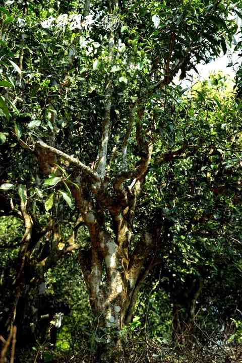 六大茶山头鲜 六寨：古树头鲜，香融六寨！