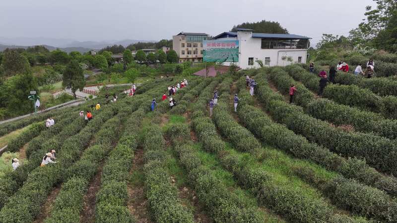 旺苍|| 打造“沉浸式茶旅”体验链
