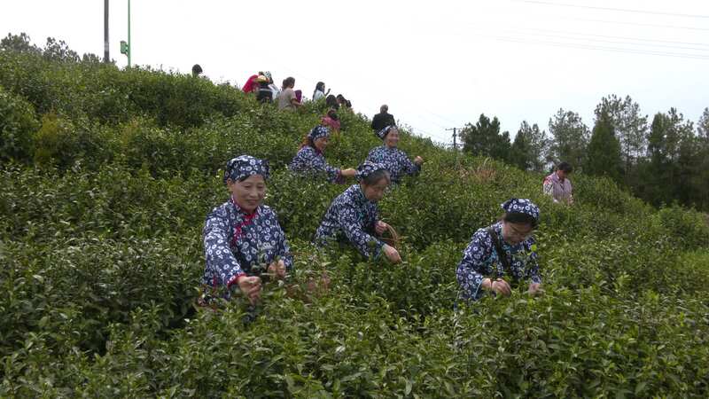 旺苍|| 打造“沉浸式茶旅”体验链
