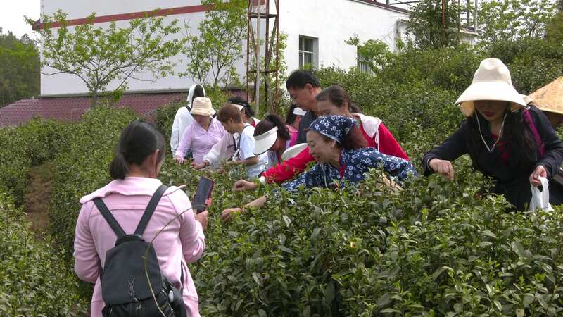 旺苍|| 打造“沉浸式茶旅”体验链