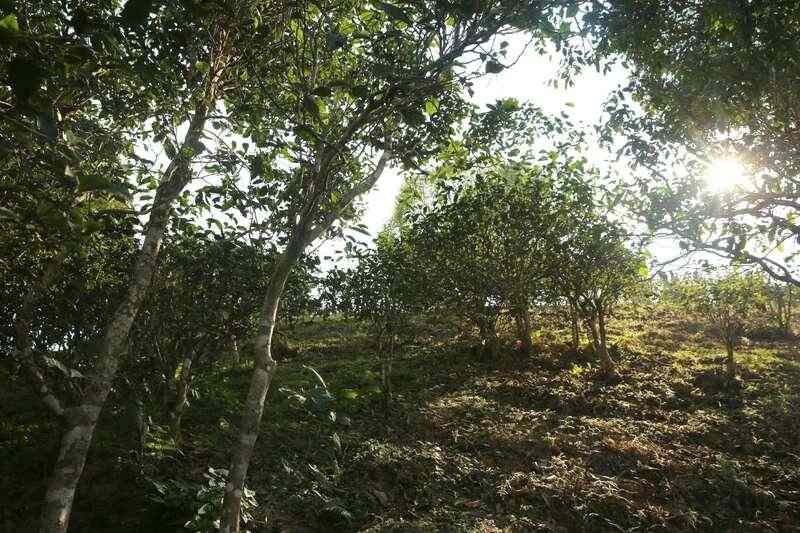 下关蜜陈易武·熟茶 匠心手作 一珠藏山韵