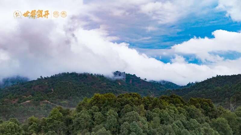 六大茶山班盆新寨：献给那些向往“未驯化之美”的茶中侠客