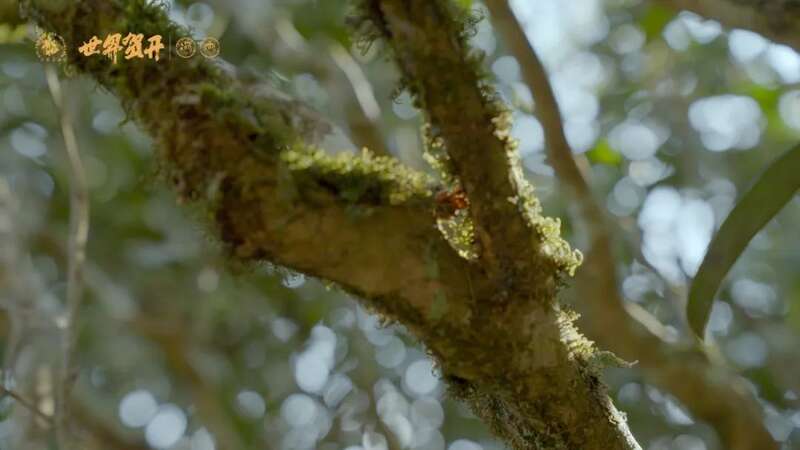 六大茶山班盆新寨：献给那些向往“未驯化之美”的茶中侠客