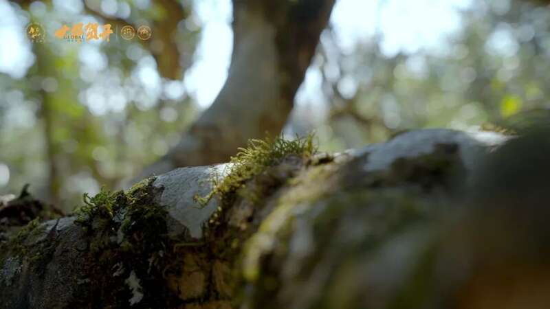 六大茶山班盆新寨：献给那些向往“未驯化之美”的茶中侠客