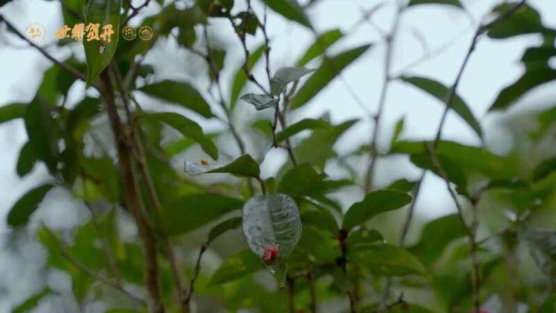 六大茶山班盆新寨：献给那些向往“未驯化之美”的茶中侠客