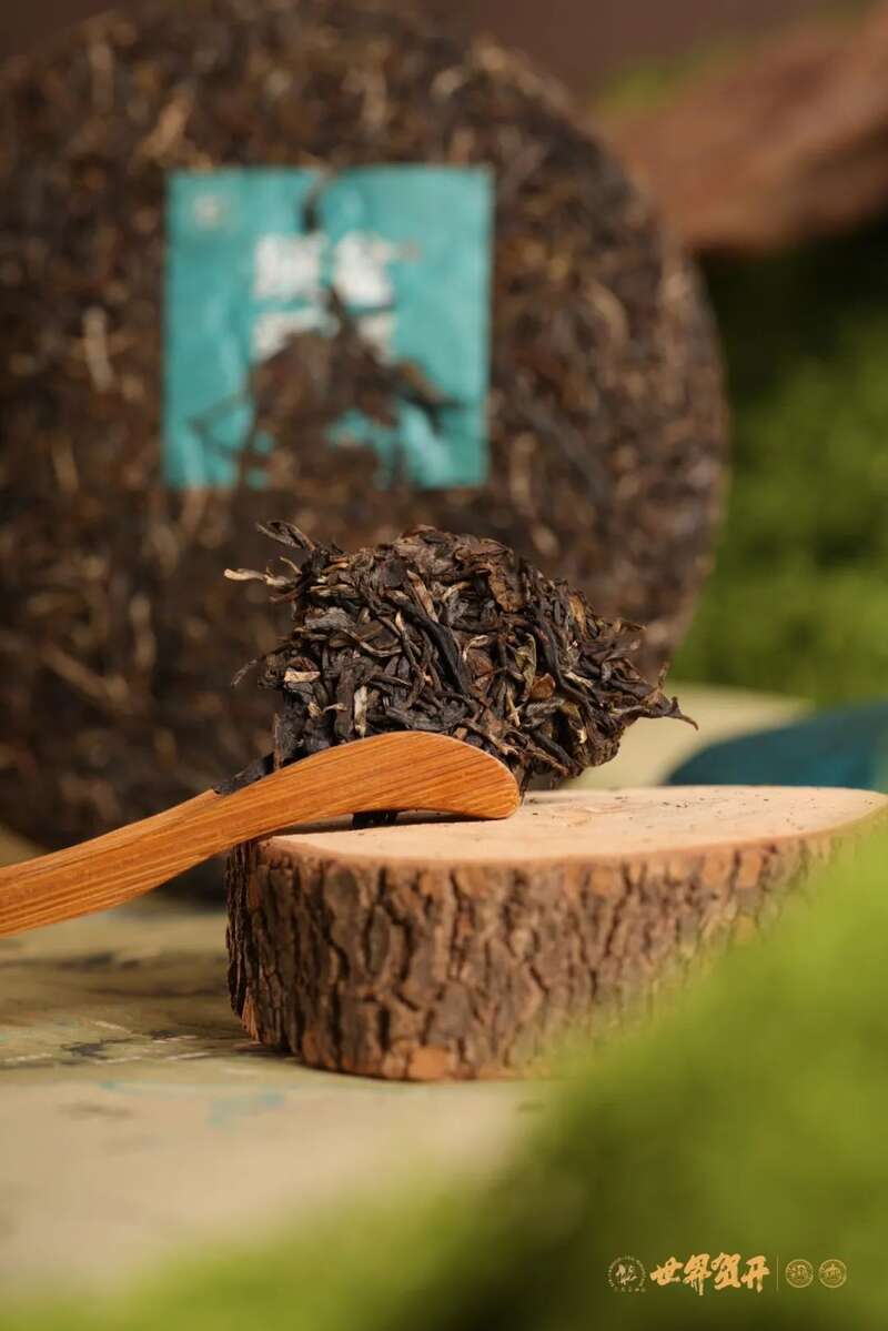 六大茶山班盆新寨：献给那些向往“未驯化之美”的茶中侠客