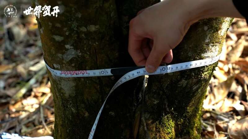 六大茶山世界贺开mini：把世界贺开泡进日常茶桌
