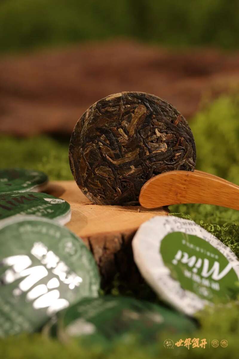 六大茶山世界贺开mini：把世界贺开泡进日常茶桌