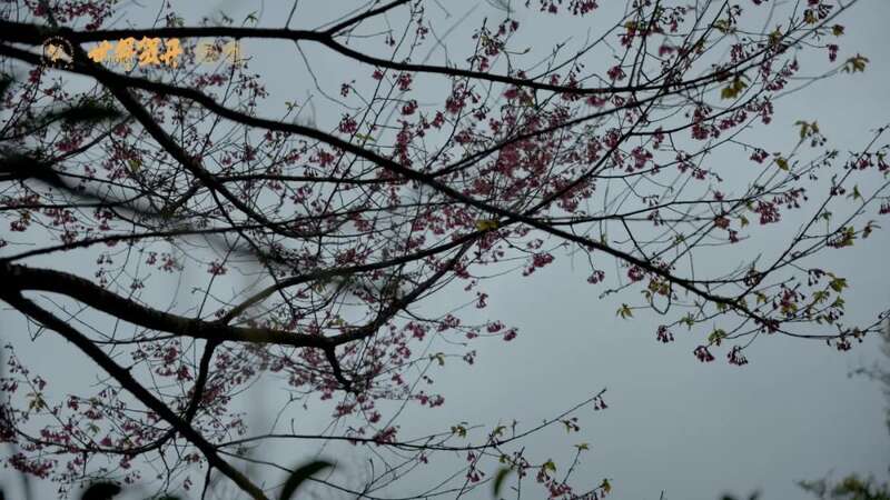 六大茶山在野 班章美人梅：落梅不是无情物，化作春泥更护茶