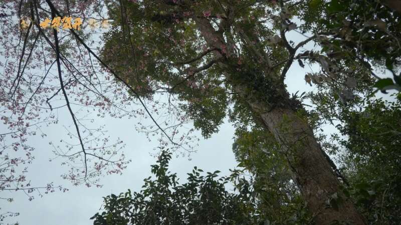 六大茶山在野 班章美人梅：落梅不是无情物，化作春泥更护茶