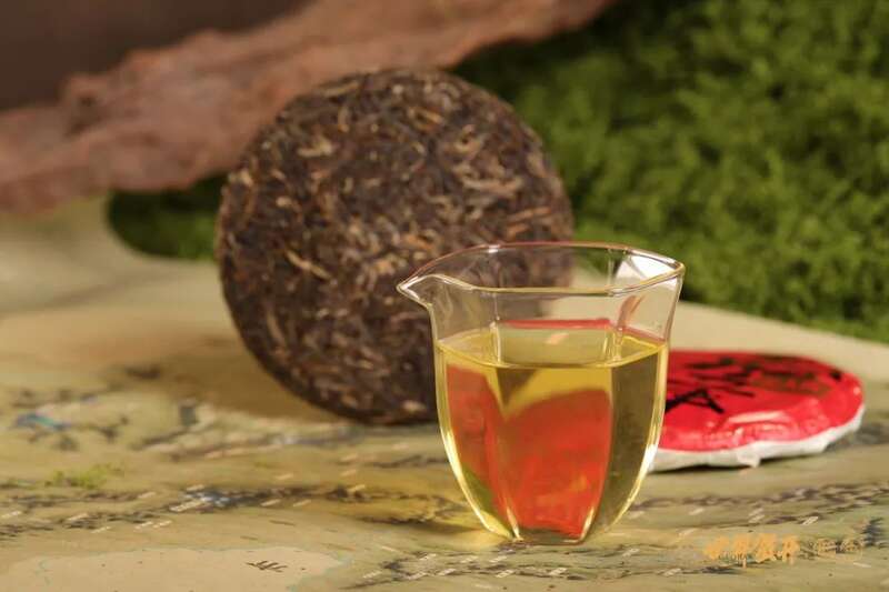 六大茶山在野 班章美人梅：落梅不是无情物，化作春泥更护茶