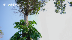 六大茶山在野 贺开·火卡：隐逸腹地巨木守护的秘境