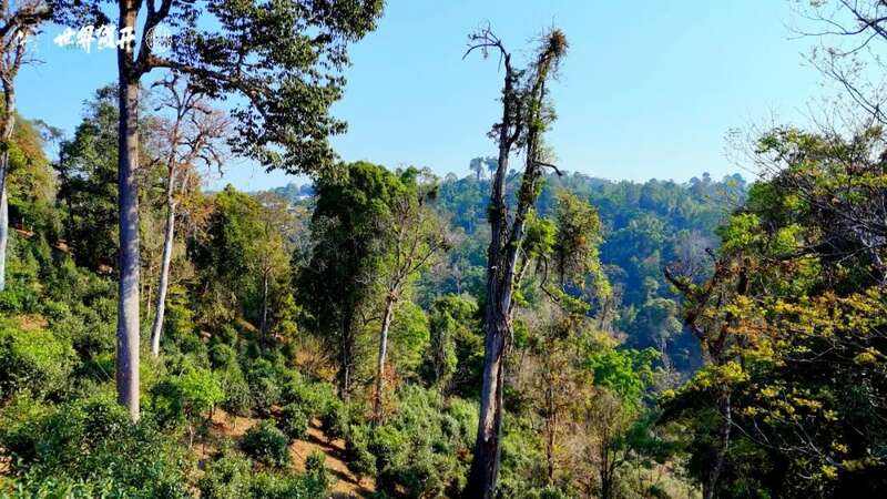 六大茶山在野 贺开·火卡：隐逸腹地巨木守护的秘境