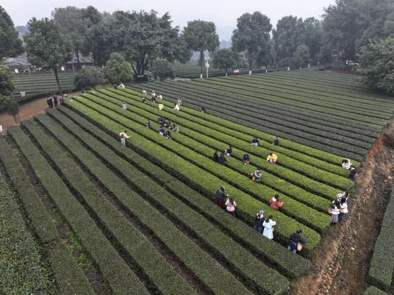 夹江茶在四川茶博会光速“圈粉”！各地茶友惊呼一口爱上