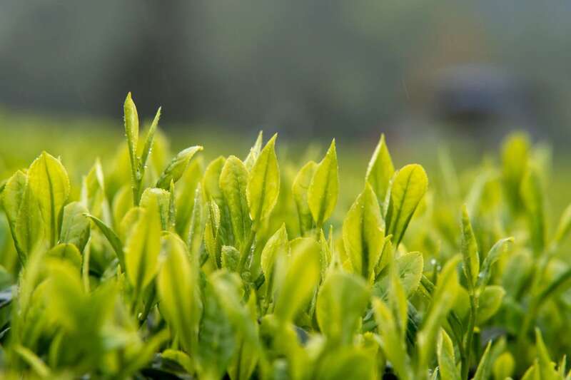 平昌县在第十四届茶博会被评为“精制川茶产业振兴十强县