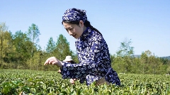 平昌县在第十四届茶博会被评为“精制川茶产业振兴十强县