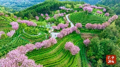 榜上有名，平昌入选“精制川茶产业振兴十强县”