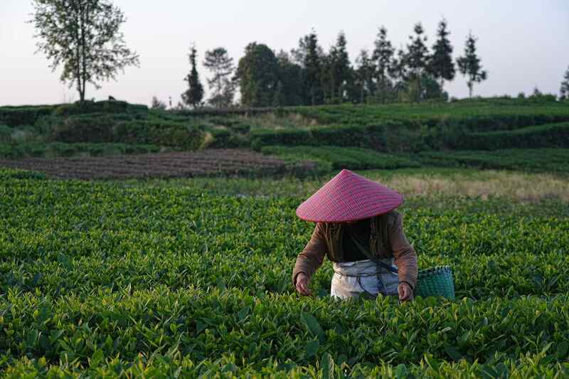 大地流彩·2025年全国和美乡村健康跑（村跑）雅安名山站鸣枪开跑！