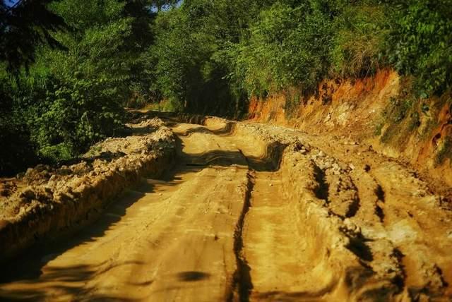 班章大白菜普洱茶的传奇故事与价值解析