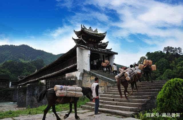 普洱茶紧压茶vs散茶哪个更好？制作工艺与选购指南