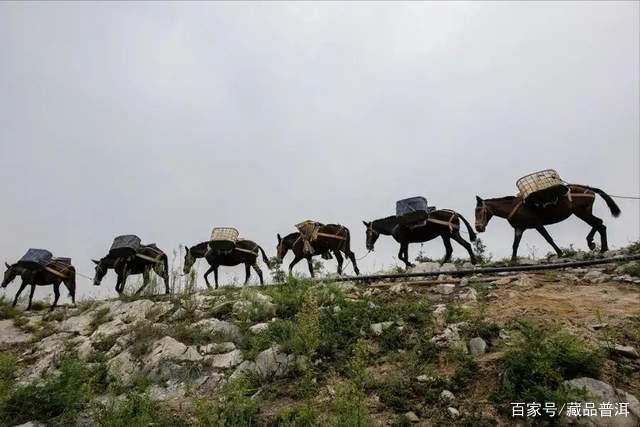 普洱茶紧压茶vs散茶哪个更好？制作工艺与选购指南