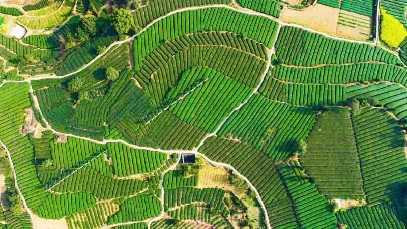 品荣县茉莉花茶饮料！荣县茶陶惊艳亮相四川茶博会！