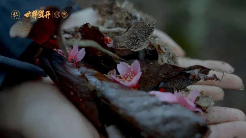 六大茶山极野系列：献给一同征服荒野的英雄!