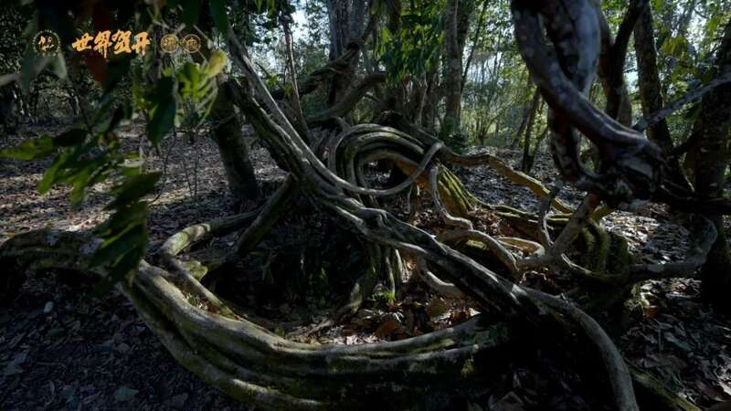 六大茶山极野系列：献给一同征服荒野的英雄!