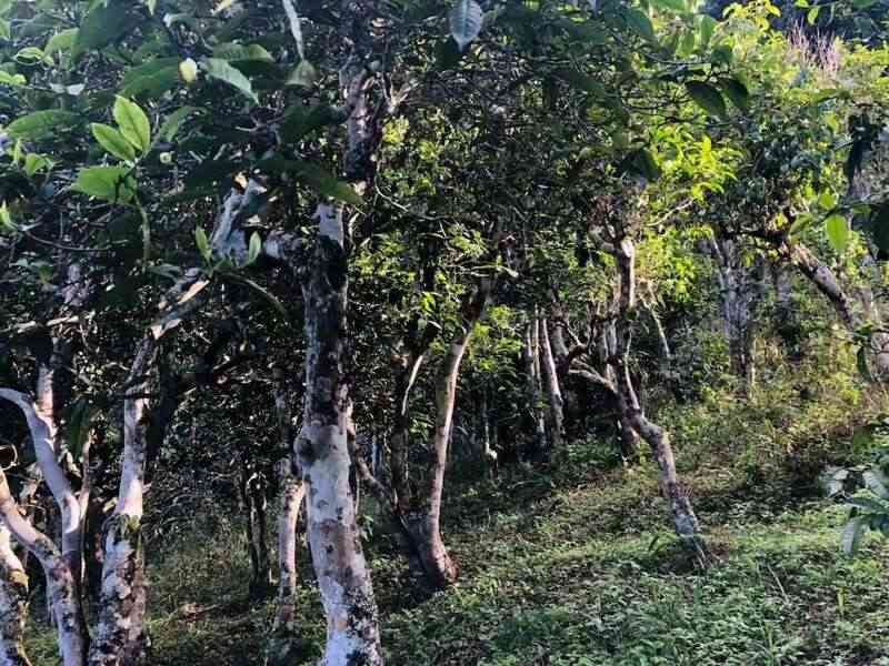 2025八角亭班章老寨橡筋有机圆茶 古乔木有机之韵，严选臻品