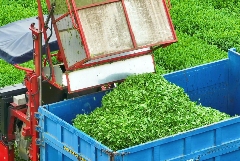 如何增加机采鲜叶加工烘青绿茶的经济效益？