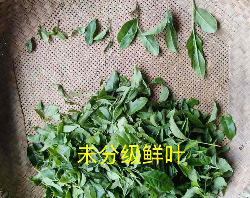 如何增加机采鲜叶加工烘青绿茶的经济效益？
