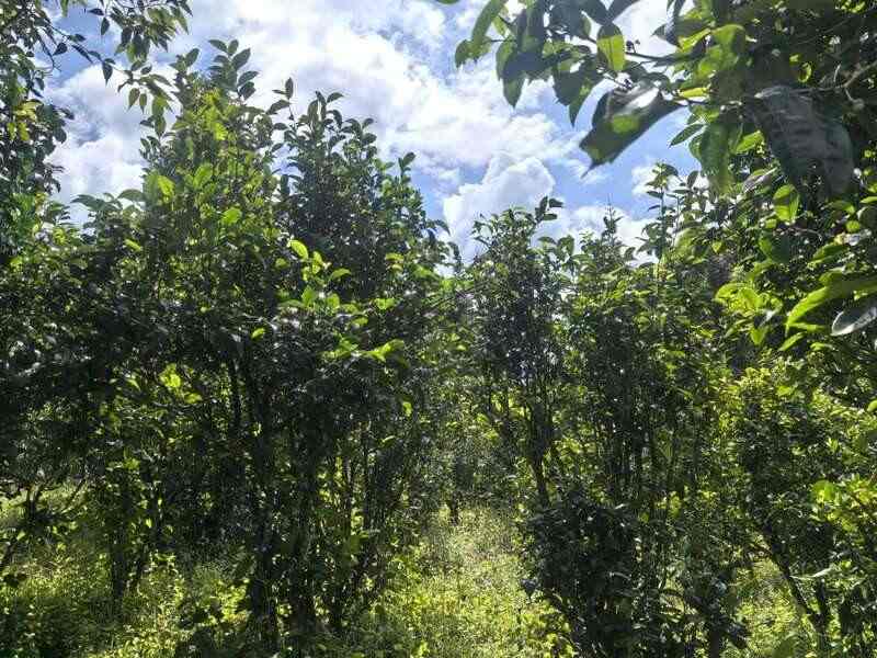 2025八角亭班章老寨橡筋有机圆茶 古乔木有机之韵，严选臻品