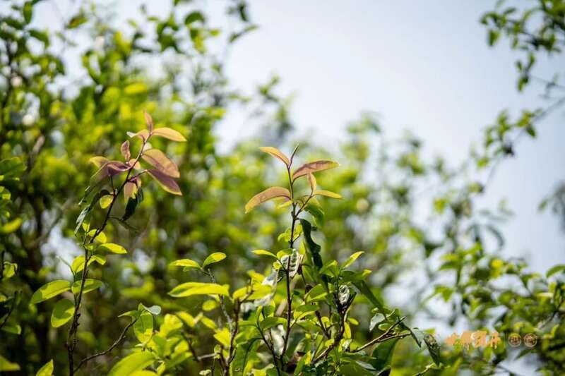 六大茶山异境 紫芽：万山难寻的古树茶变异种