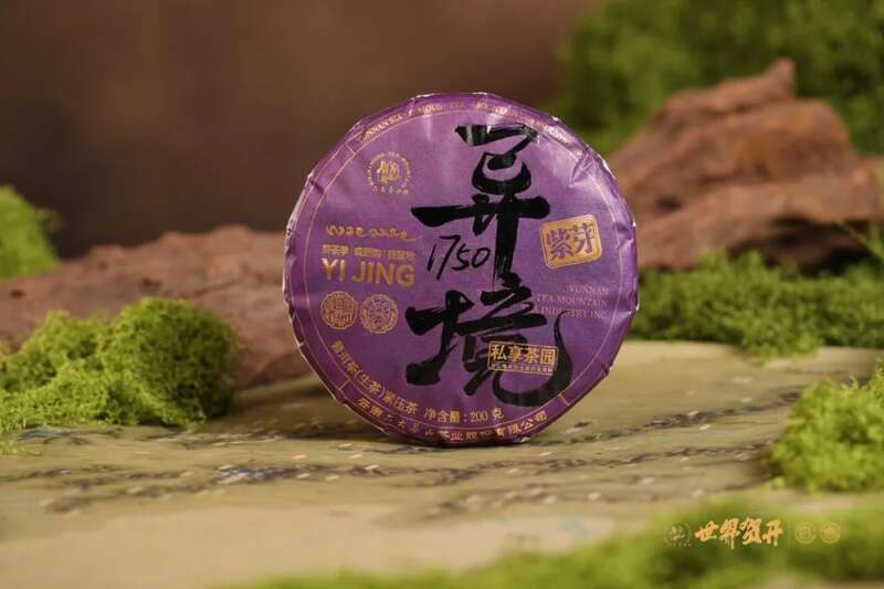 六大茶山异境 紫芽：万山难寻的古树茶变异种