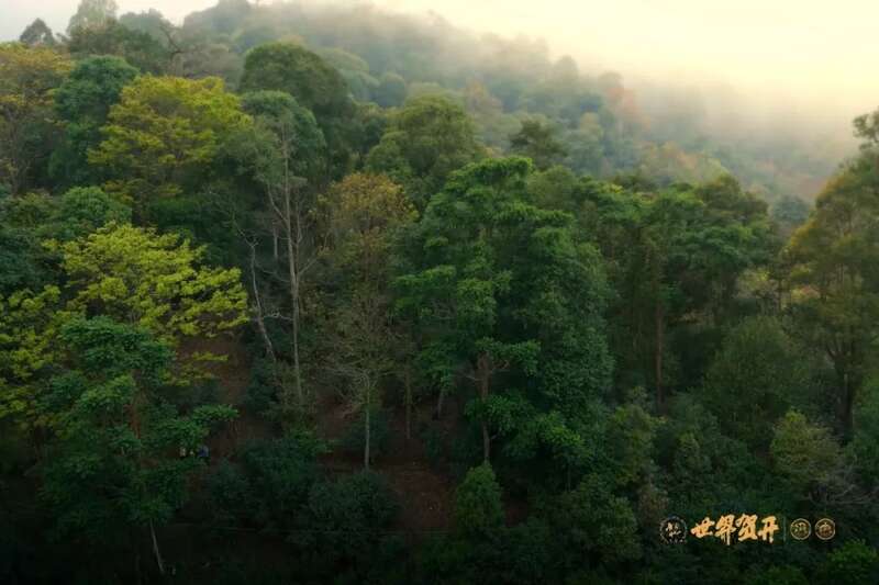 六大茶山异境 紫芽：万山难寻的古树茶变异种