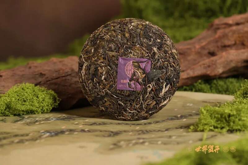 六大茶山异境 紫芽：万山难寻的古树茶变异种