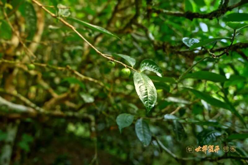 六大茶山异境 紫芽：万山难寻的古树茶变异种