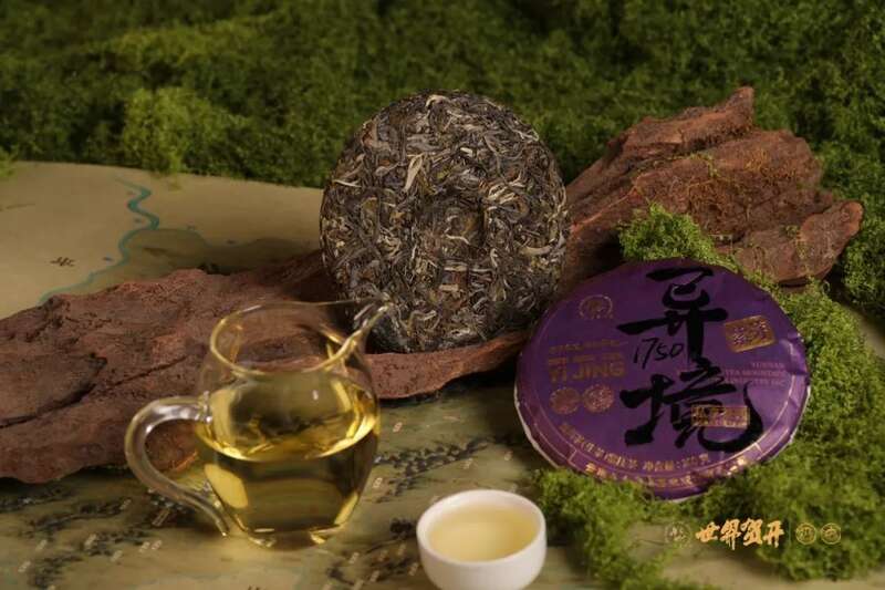 六大茶山异境 紫芽：万山难寻的古树茶变异种