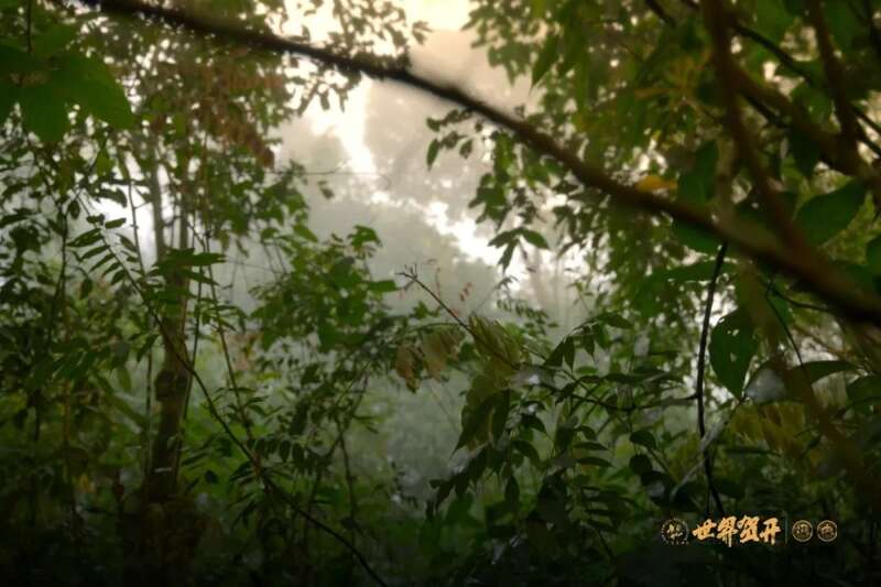 六大茶山异境 紫芽：万山难寻的古树茶变异种