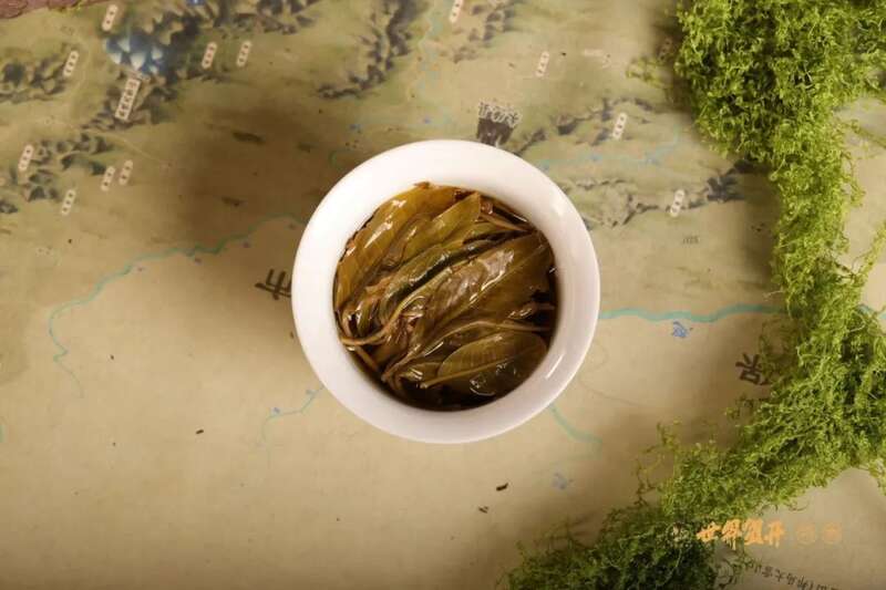 六大茶山异境 紫芽：万山难寻的古树茶变异种