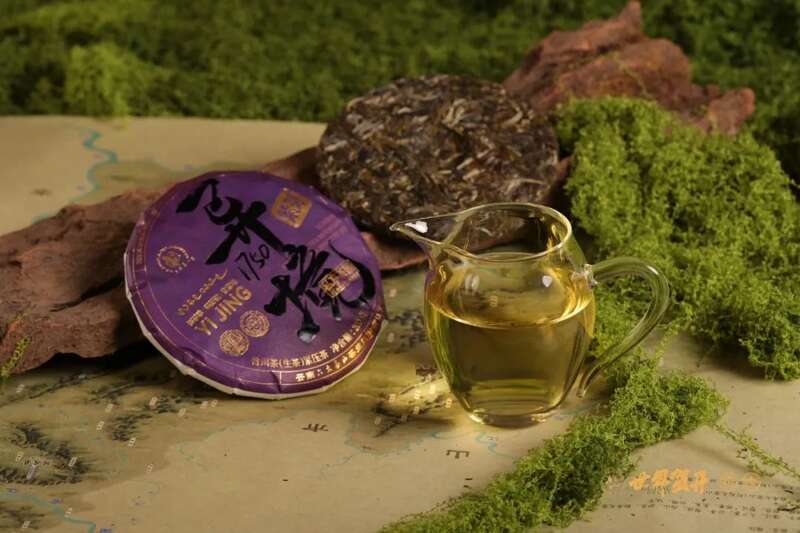 六大茶山异境 紫芽：万山难寻的古树茶变异种