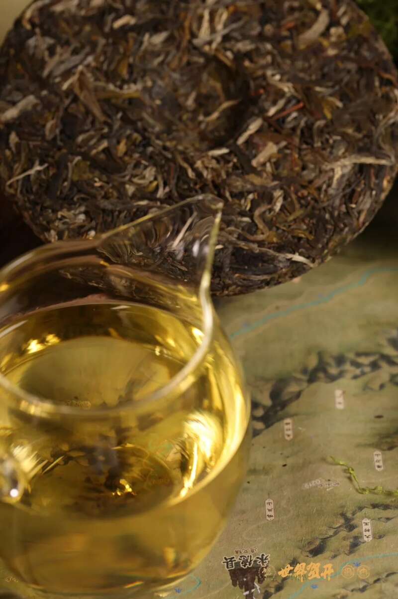 六大茶山异境 紫芽：万山难寻的古树茶变异种