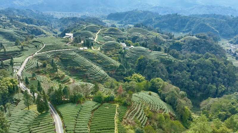 5月9日至12日，名山茶企将亮相第十四届四川国际茶博会
