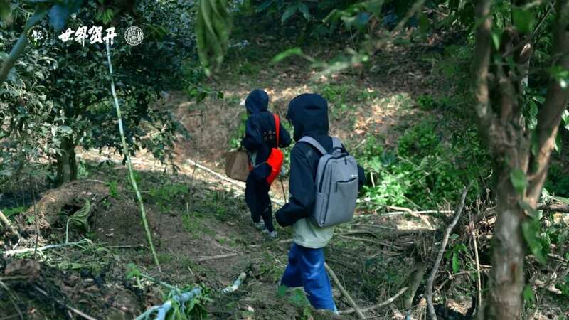 六大茶山在野系列 ：喝遍地图上找不到的狂野！
