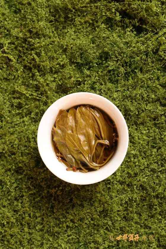 六大茶山在野系列 ：喝遍地图上找不到的狂野！