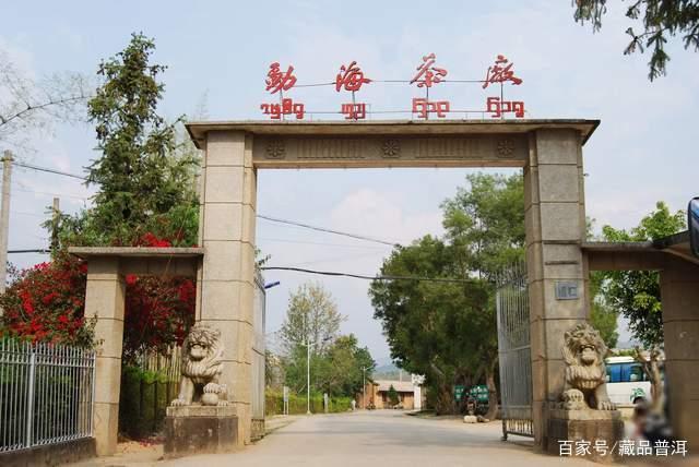 大益与陈升号普洱茶品牌对比分析：拼配技术与古树茶标杆的实力较量