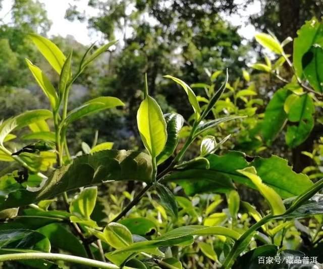 普洱茶发展历程：从云南走向世界的传奇之路