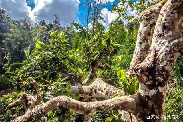 普洱茶发展历程：从云南走向世界的传奇之路